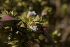 Lepidagathis cuspidata